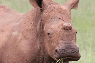 oneland-save-rhino-timbi